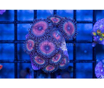 Pink Zippers Zoa