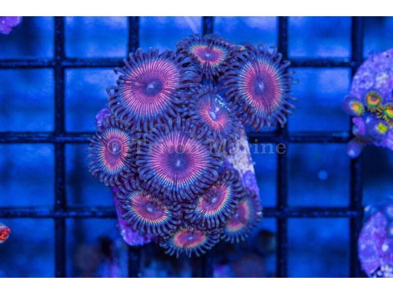 Pink Zippers Zoa