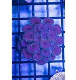 Purple Death Paly Zoa