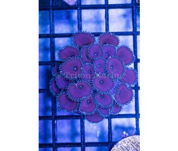 Purple Death Paly Zoa