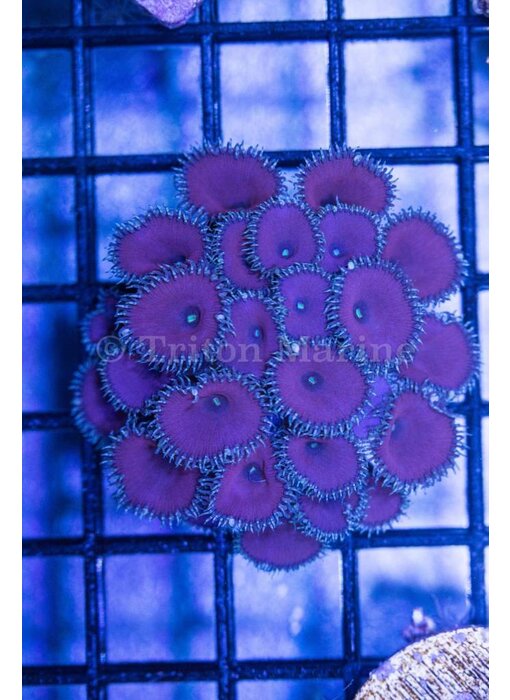 Purple Death Paly Zoa