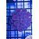 Purple Death Paly Zoa