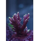 JF Fox Flame Acro Frag
