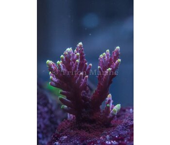 JF Fox Flame Acro Frag