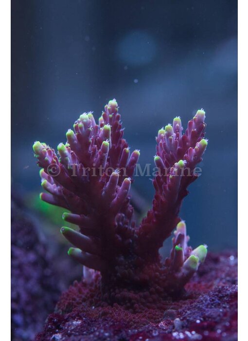 JF Fox Flame Acro Frag