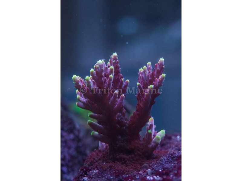 JF Fox Flame Acro Frag