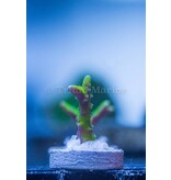 JF Bioreef Green Goblin Anacropora