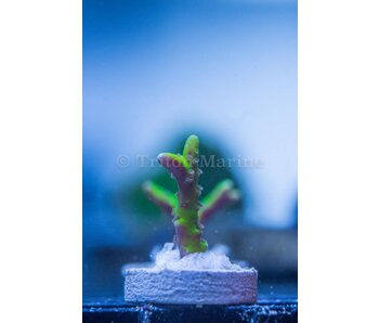 JF Bioreef Green Goblin Anacropora