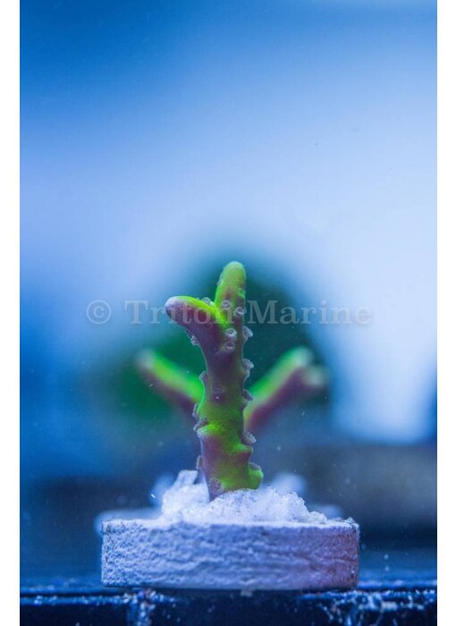 JF Bioreef Green Goblin Anacropora