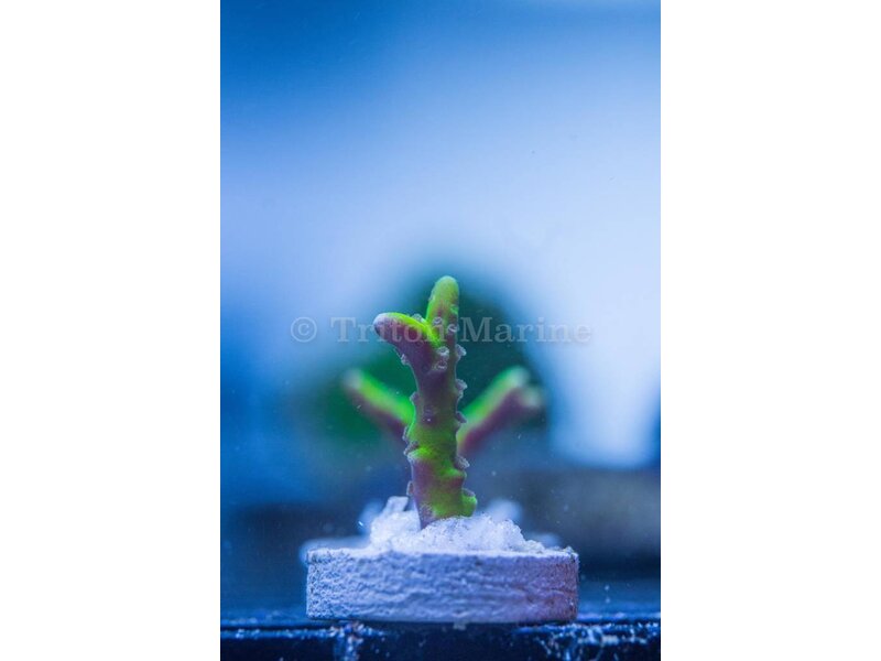 JF Bioreef Green Goblin Anacropora