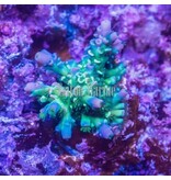 JF Homewrecker Acro Frag