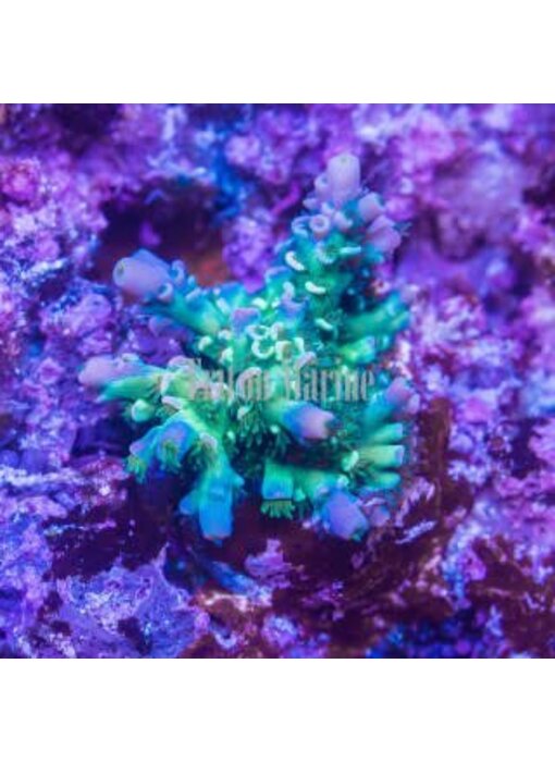 JF Homewrecker Acro Frag