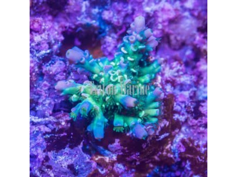 JF Homewrecker Acro Frag
