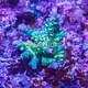JF Homewrecker Acro Frag