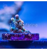 JF Homewrecker Acro Frag