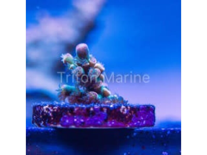 JF Homewrecker Acro Frag
