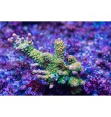 TMA Not A Walt Disney Acro Frag