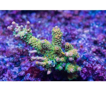 TMA Not A Walt Disney Acro Frag