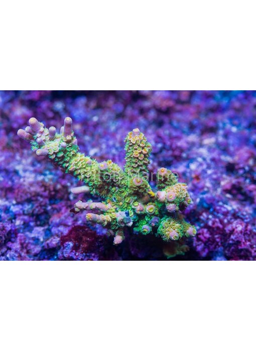 TMA Not A Walt Disney Acro Frag