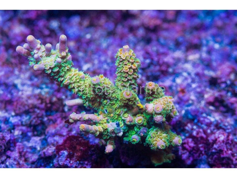 TMA Not A Walt Disney Acro Frag