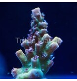 Pink Lemonade Acro Frag
