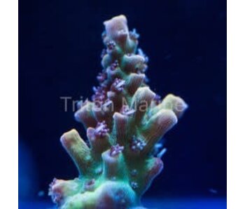 Pink Lemonade Acro Frag