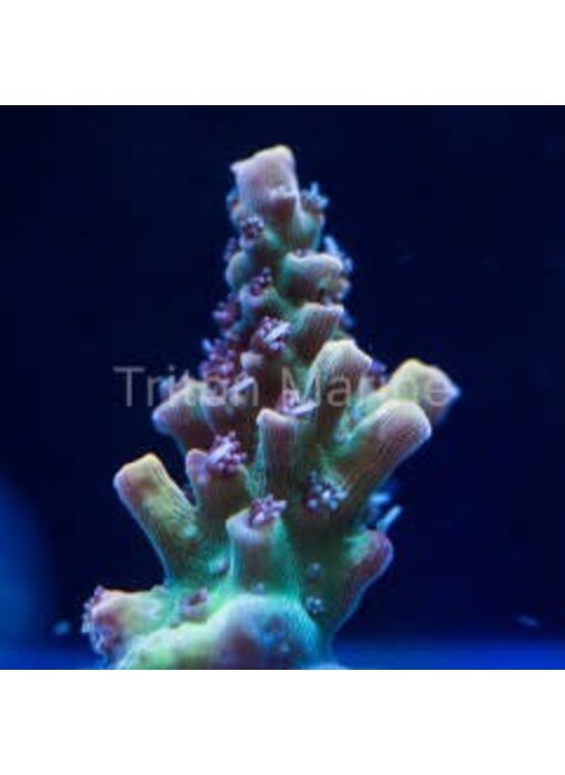 Pink Lemonade Acro Frag
