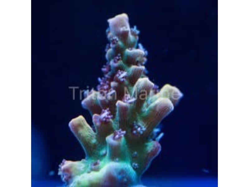 Pink Lemonade Acro Frag