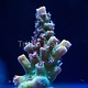Pink Lemonade Acro Frag