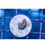 Pink Lemonade Acro Frag