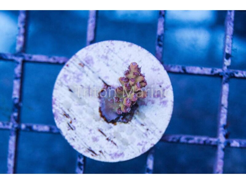 Pink Lemonade Acro Frag