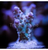 TMA Hypothermia Acro Frag