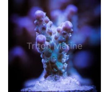 TMA Hypothermia Acro Frag