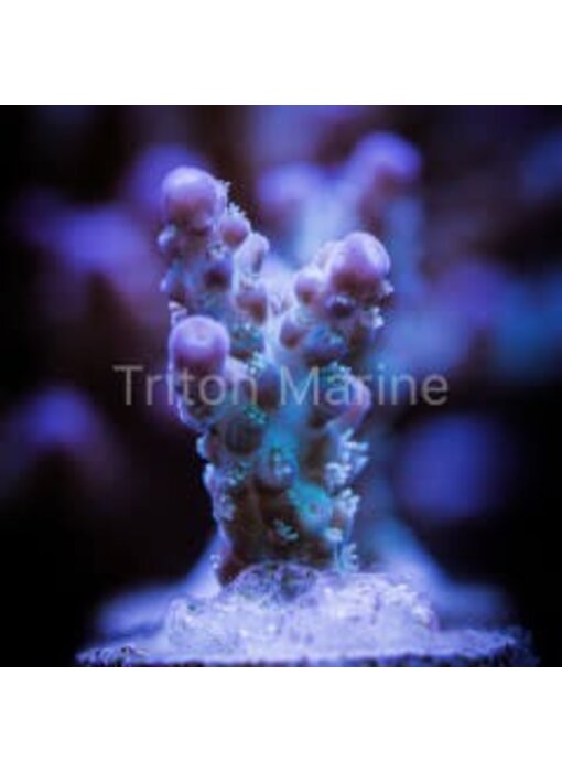 TMA Hypothermia Acro Frag
