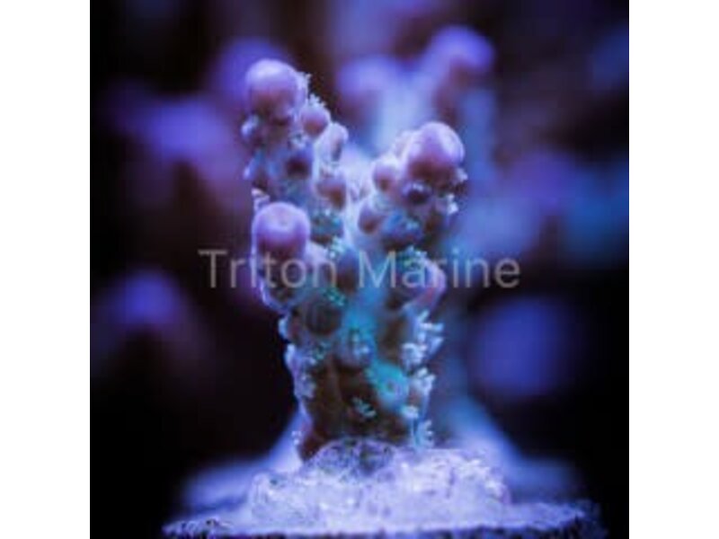 TMA Hypothermia Acro Frag