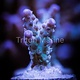 TMA Hypothermia Acro Frag