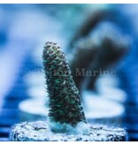 Sunset Millepora Frag