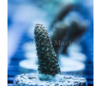 Sunset Millepora Frag