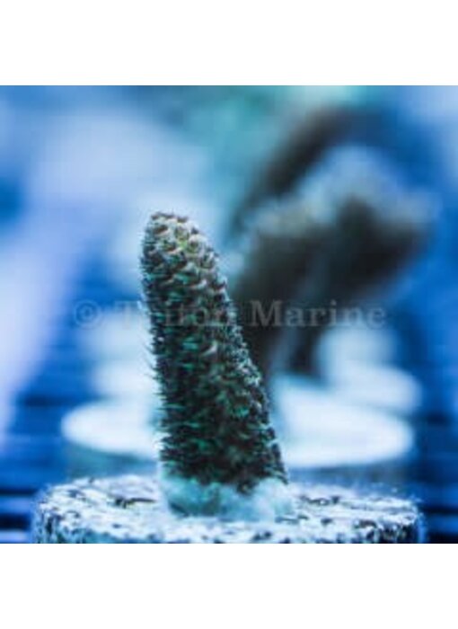 Sunset Millepora Frag