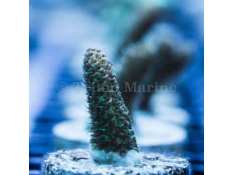 Sunset Millepora Frag