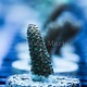 Sunset Millepora Frag
