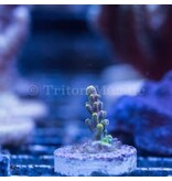 JF Headbanger Acro Frag