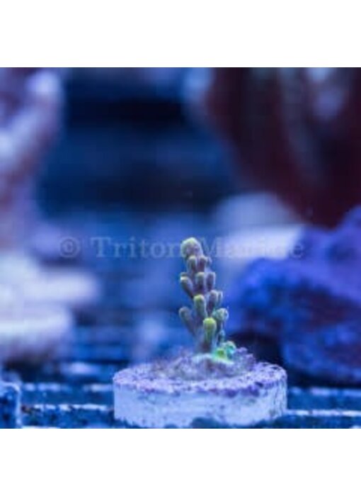 JF Headbanger Acro Frag