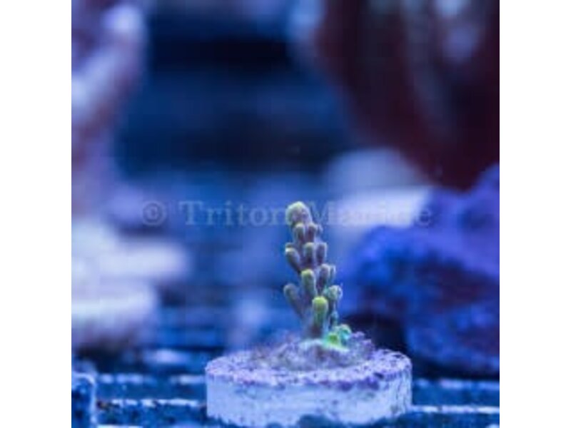 JF Headbanger Acro Frag
