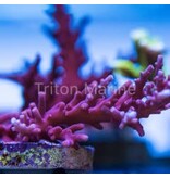 Tyree Red Dragon Acro Frag