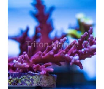 Tyree Red Dragon Acro Frag