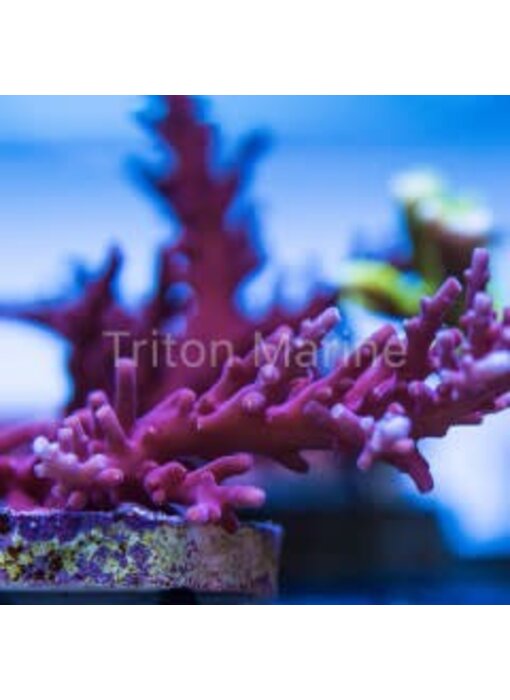 Tyree Red Dragon Acro Frag