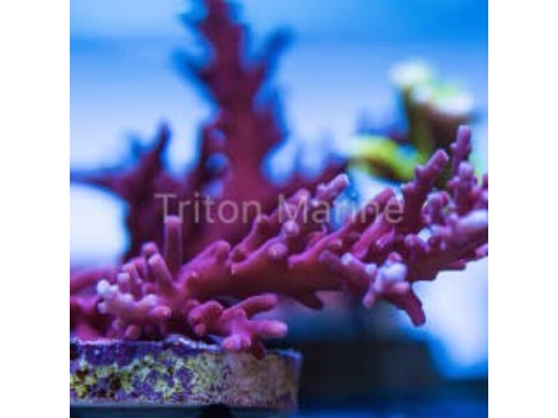 Tyree Red Dragon Acro Frag