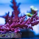 Tyree Red Dragon Acro Frag