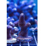 ORA Purple Stylophora Frag